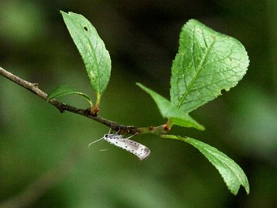 Waasjesstippelmot, Yponomeuta irrorrella.JPG